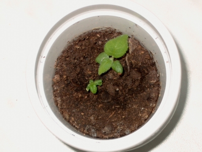 Et und Thet am 19.05.2007